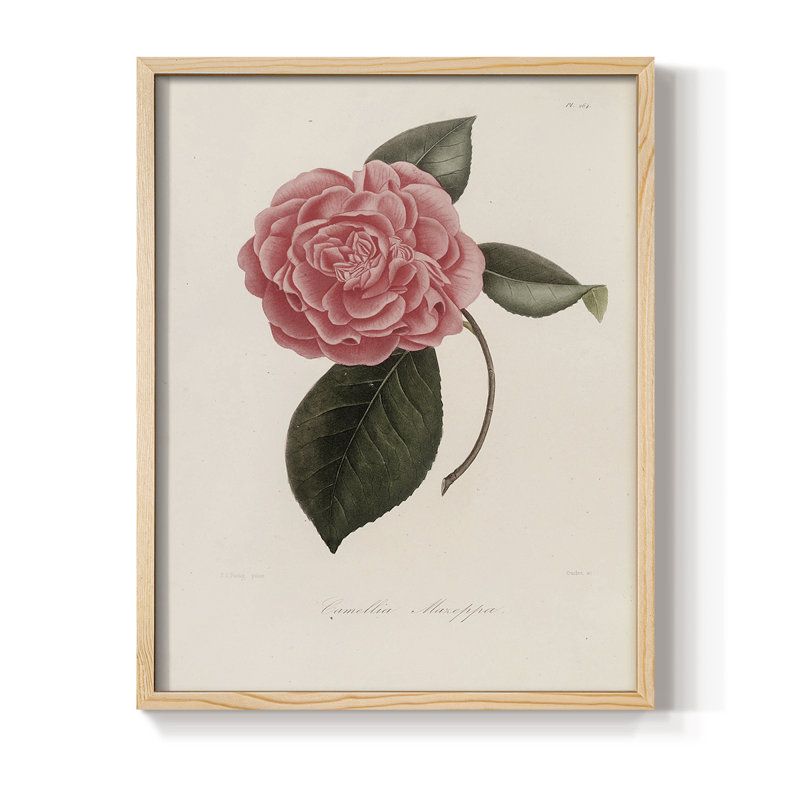 Impression florale vintage encadrée CXLI - bois massif, Naturel, H 30 po x l 24 po