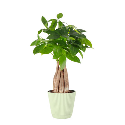 Thorsen's Greenhouse Live Money Tree Plant in Ruffle Pot, 4-inch Diameter
