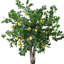 Lemon Tree in Fiberstone Pot