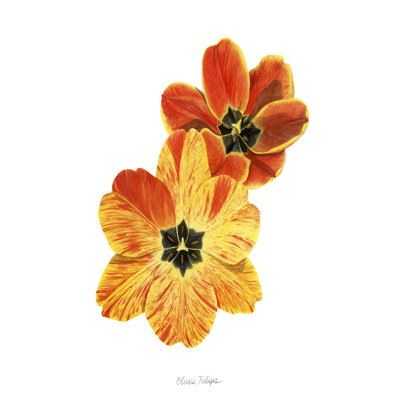 Olive's Tulips II by - Painting