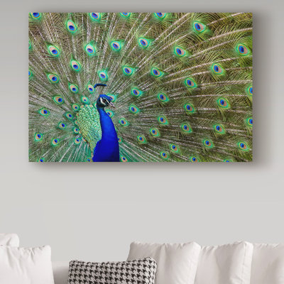 «Peacock Proud» de Fillmer, reproduction de photo sur toile tendue