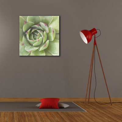 "Epic Graffiti" Garden Succulents 2 Color "par Laura Marshall, art mural sur toile