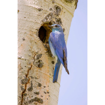 Reproduction d'affiche d'un arbre de Yellowstone, parc national de Yellowstone, Wyoming, États-Unis, perché par son trou sur un bouleau
