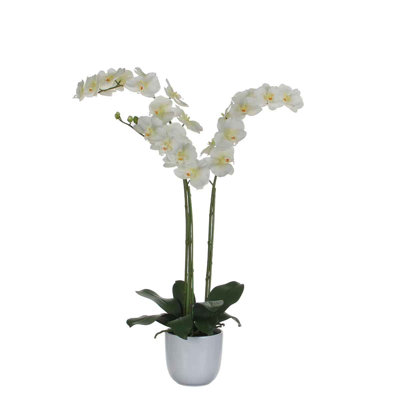 Orchid Arrangement in Pot