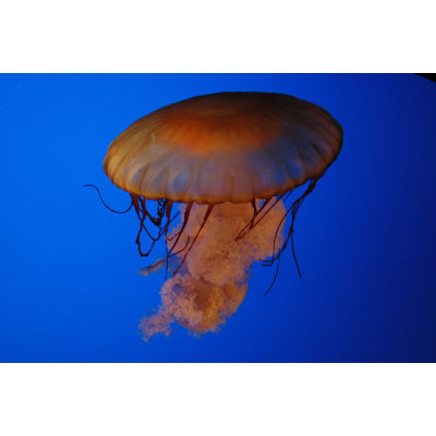 Décalcomanie murale jellyfish ii