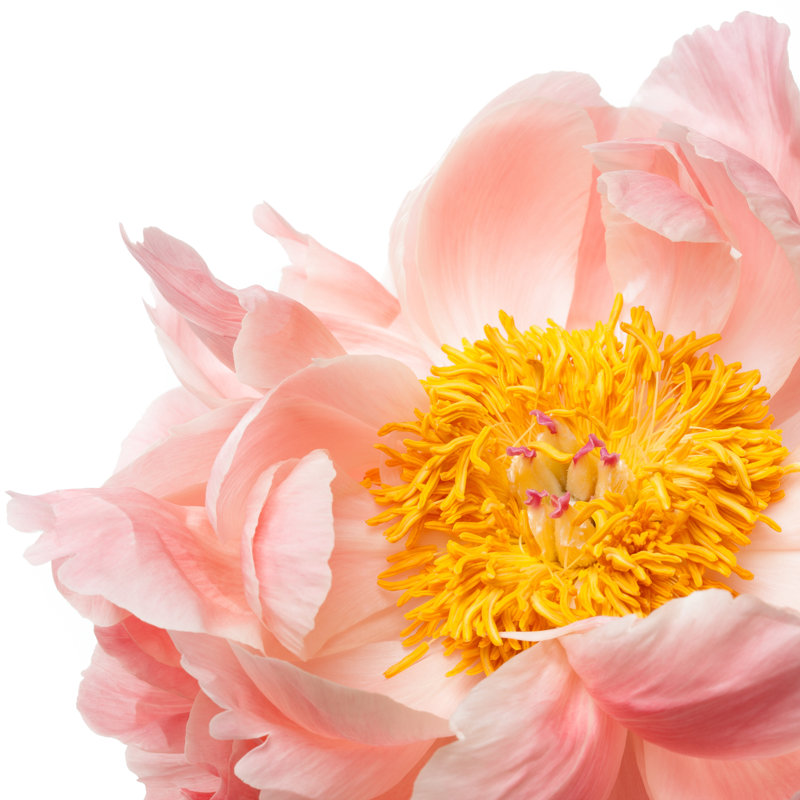 Pink Peony by Esolla - Wrapped Canvas Print, 91cm H x 91cm W