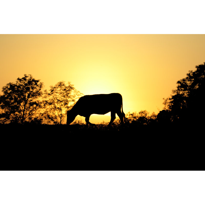 Cow At Sunset by Tommytucker - Wrapped Canvas Print, 30cm H x 46cm W
