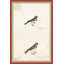 18th Century Bird Re-Strikes XI Painting