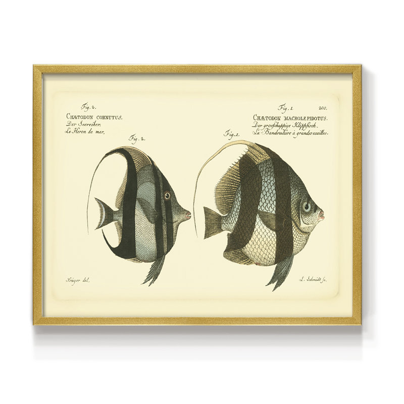 «Bloch Antique Fish I», reproduction encadrée