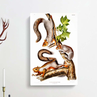 Migratory Squirrels by J.W. Audubon - Wrapped Canvas