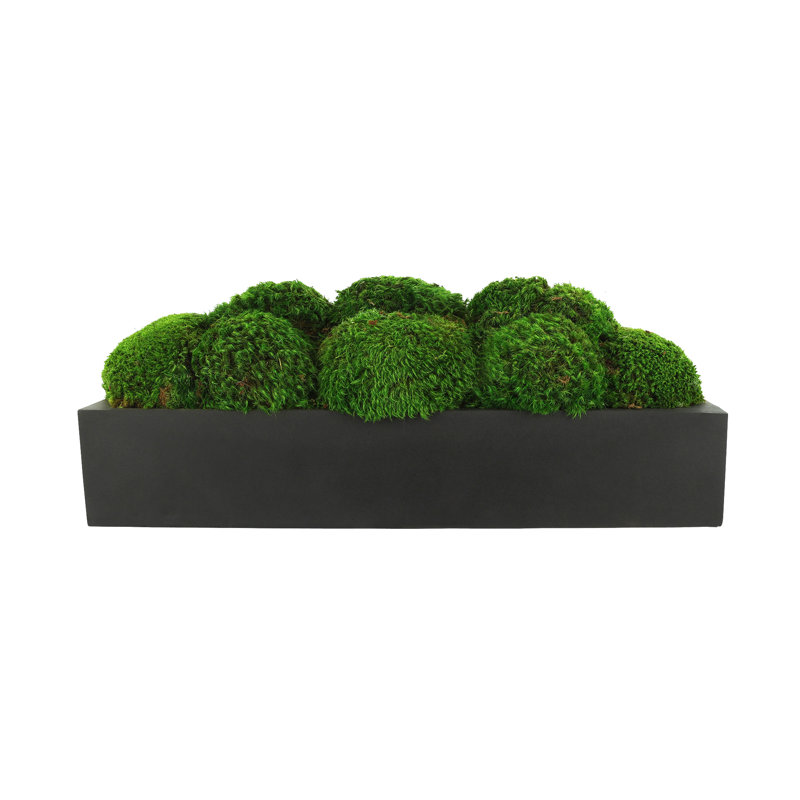 Nature's Nostalgia Moss Plant in Fiberstone Planter, Black, 8'' H x 19'' W x 8'' D