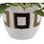 Plante de feuillage jew en pot