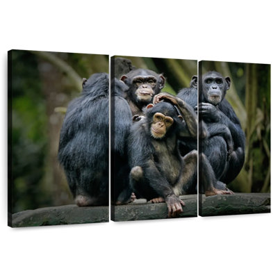 Chimps And Bonobos