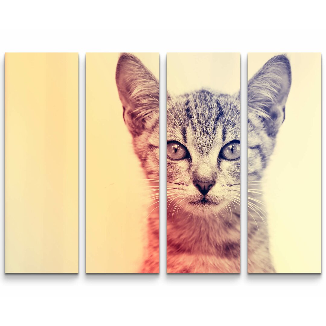 4-tlg. Leinwandbilder-Set Portrait - Baby Katze