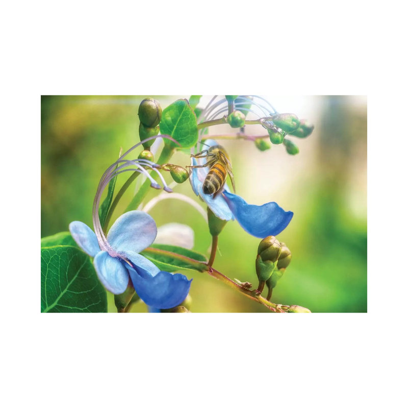 Bee Flower by Glauco Meneghelli - Wrapped Canvas Print, 20.32 cm H x 30.48 cm W