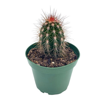 Echinocereus Engelmannii Engelmanns Hedgehog Cactus Rare Cactus 4 Inch Pot