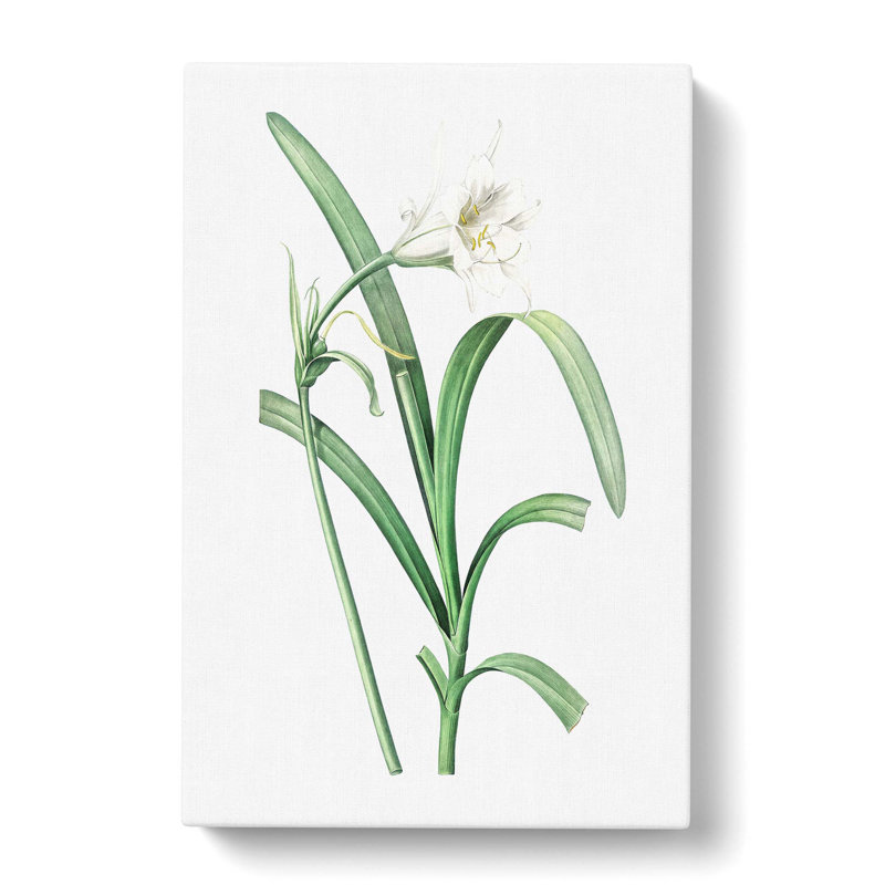 Peruvian Daffodil Flower by Pierre-Joseph Redoute - Wrapped Canvas Print, 76cm H x 50cm W x 3cm D