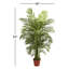 Areca Palm Tree in Pot-422536490