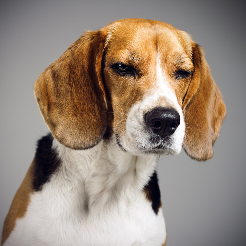 Beagle Dog Portrait by SensorSpot - No Frame Art Prints on Canvas, 76cm H x 76cm W