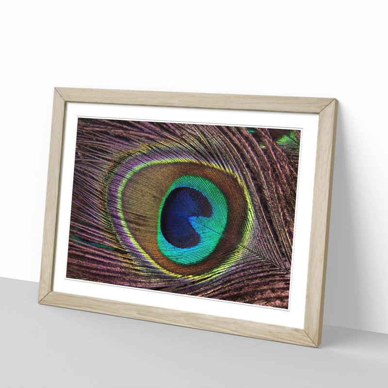 Peacock Feather Framed Photographic - Framed Print, Oak