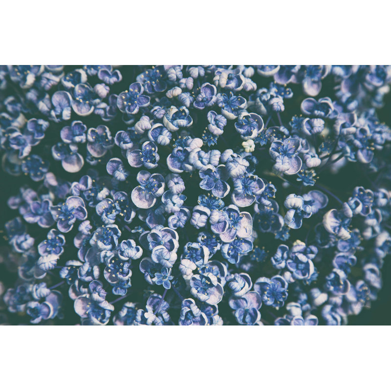 " Lilac Closeup " by Aledanda, 8" H x 12" W, No, Wrapped Canvas