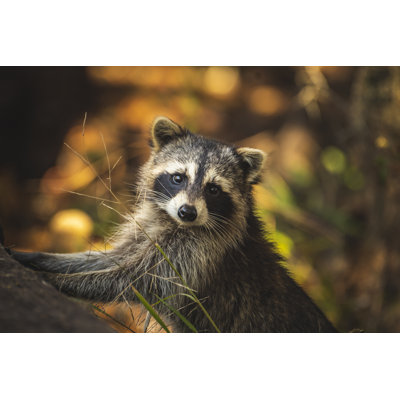 Raccoon Posing by Trevor Rousselle - Wrapped Canvas Photograph