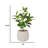 58.6'' Artificial Rubber Tree In A Shell Designed Fiberstone Planter