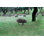 «Herd of Iberian Pigs» par Carlosdelacalle - Photographie sur toile tendue