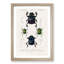 Beetle Illustrations PL.5 by Charles D' Orbigny - Single Picture Frame Painting-55466086-55466088