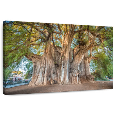 Arbre Harnek Arbol El Tule