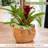Advitha Handmade Pot Planter