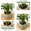 Natural Stone Landscape & Nature Garden Stone