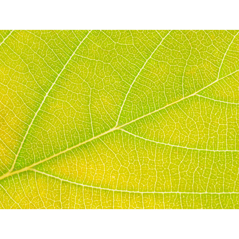 Autumn Leaf by Philippe Monthoux, Black Framed Paper, 16" H x 20" W