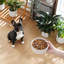 Flower Embossed Pattern Anti-skid Stoneware Dog Bowl-116384227