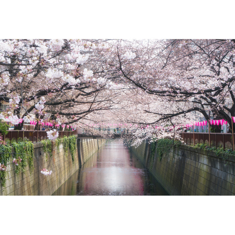 Cherry Blossom In Tokyo - Wrapped Canvas Print, 20cm H x 30cm W