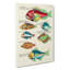 East Indies Fish Illustrations XXV by Louis Renard - Wrapped Canvas-55372903