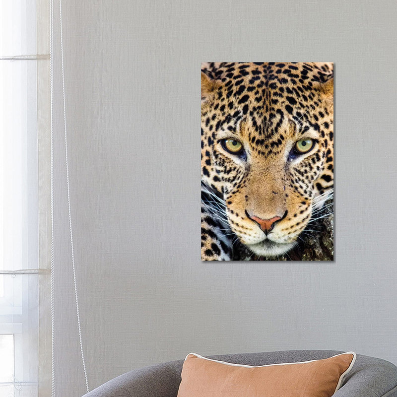 Close Up Of Cheetah, Ngorongoro Conservation Area, Tanzania, Africa - Wrapped Canvas Print
