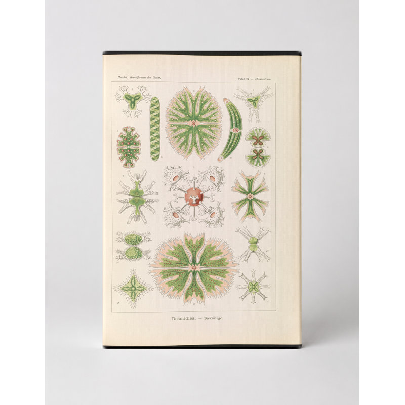 Desmidiea (Tafel 21, Kunstformen der Natur, 1904) - Art mural sur toile, 14" W x 11" H