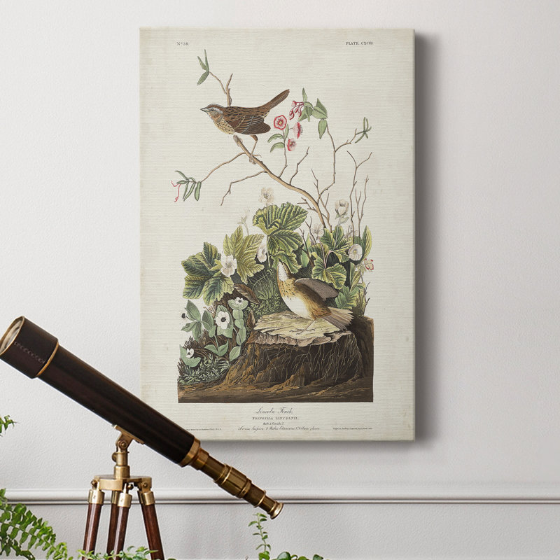 Pl 193 Lincoln Finch - reproduction sur toile tendue, H 27 po x l 18 po x P 1 po