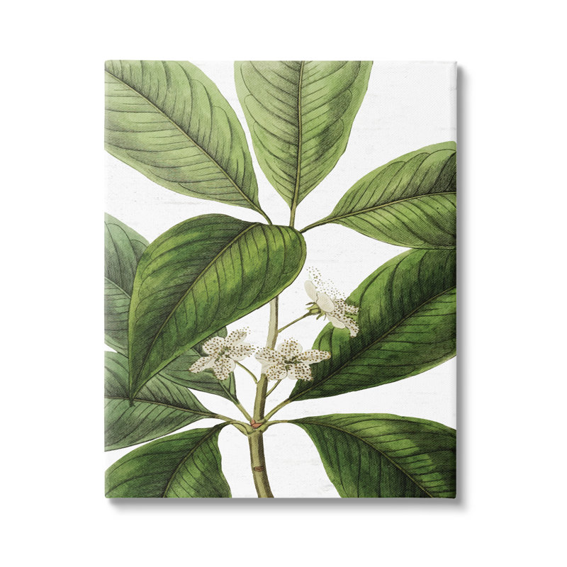 Tristania Conferta Botanical Green Leaf Canvas Print, 16 x 20