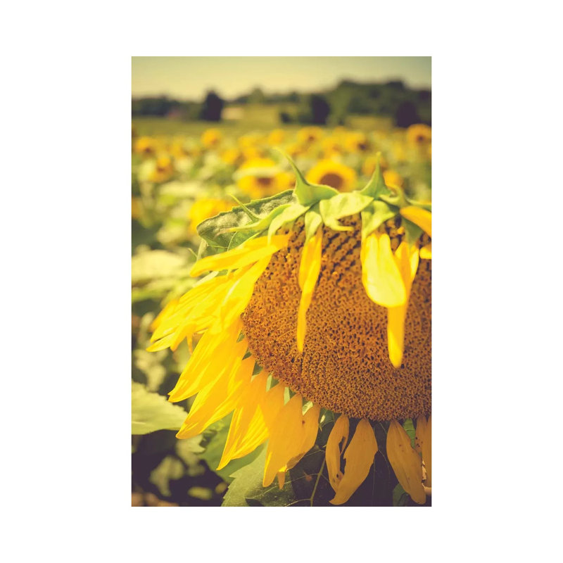 Dreamy Summer Sunflowers I 1 Piece Wrapped Canvas Wall Art, 30.48 cm H x 45.72 cm W