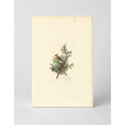 Cedar Waxwing (1827) — Portrait Canvas Wall Art