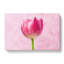 Perfectly Pink Tulip Flower - Wrapped Canvas-56634912