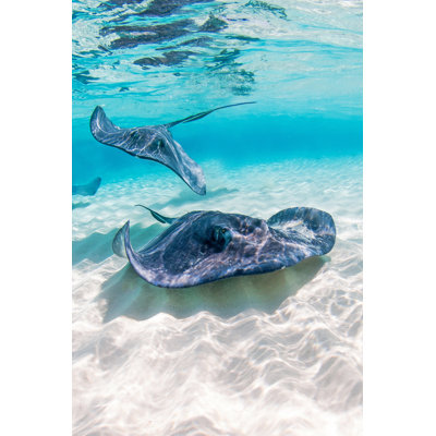 Southern Stingray par Irenecorti - photographie sur toile tendue