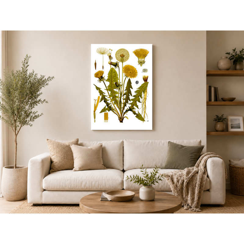 Pissenlit (Taraxacum agentinal), art botanique sur toile, 30" W x 20" H