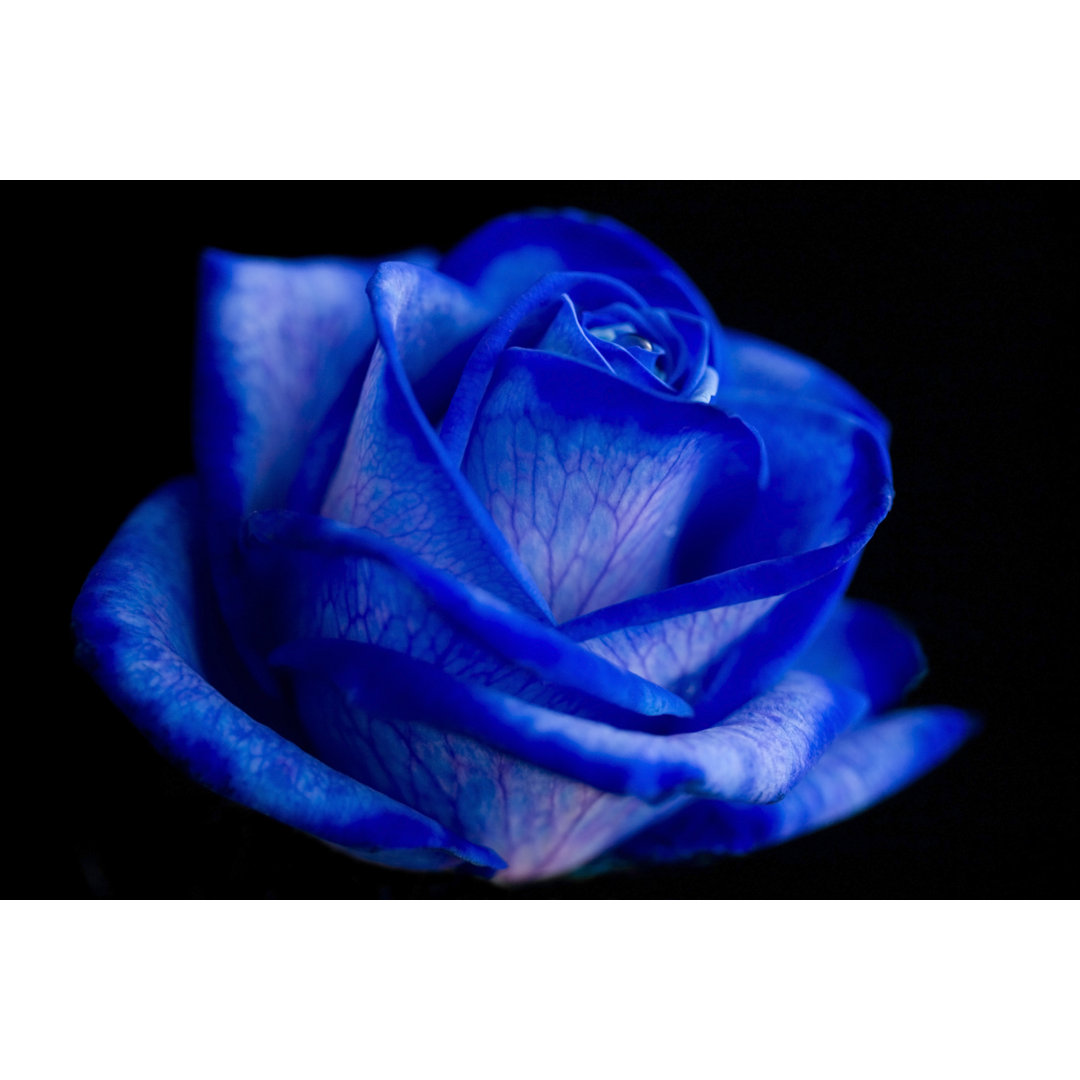 Blaue Rose von Naomiwoods - Leinwandbild