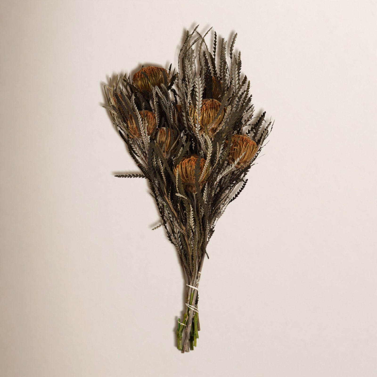 Banksia Stems