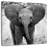Brampt Funny Eared African Elephant-109390846