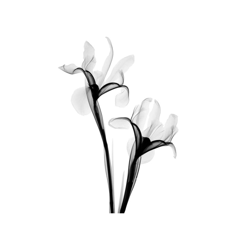 Two Irises I by Hong Pham - Wrapped Canvas Print, 66.04 cm H x 45.72 cm W x 3.175 cm D, Wrapped Canvas