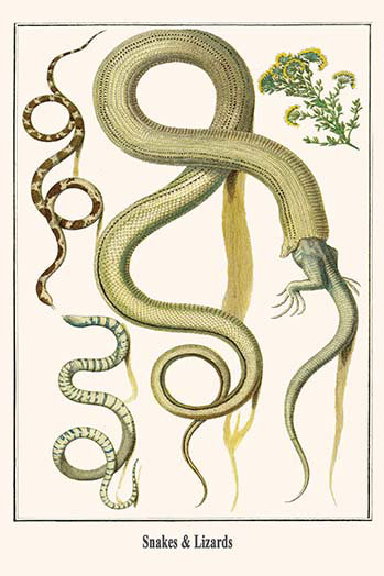 «Snakes and Lizards» par Albertus Seba, impression, H 42 po x l 28 po x P 1,5 po